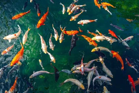 Koi fish gracefully gliding through the sparkling waters of a tranquil pond Stock Photos
