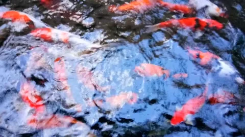 Koi Fish in house pond or water garden Stock Footage