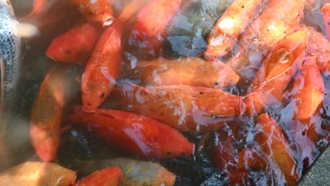 Koi fish huddle together in a pond in Shanghai, China. Stock Footage 147946000