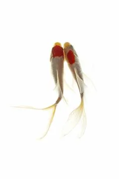Koi fish isolated on white background Stock Photos
