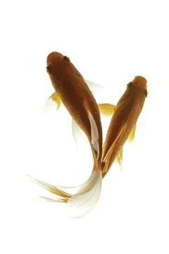 Koi fish isolated on white background Stock Photos
