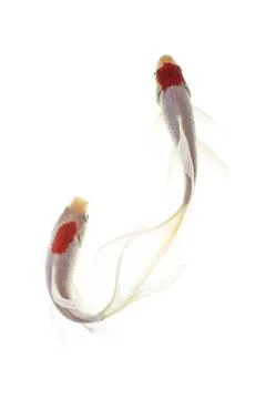 Koi fish isolated on white background Stock Photos