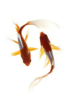Koi fish isolated on white background Stock Photos