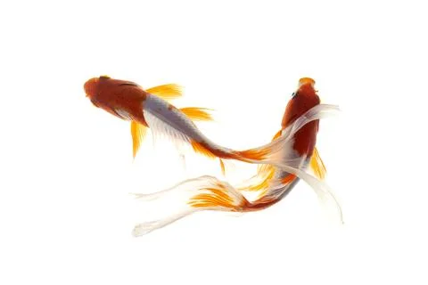 Koi fish isolated on white background Stock Photos