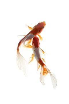 Koi fish isolated on white background Stock Photos
