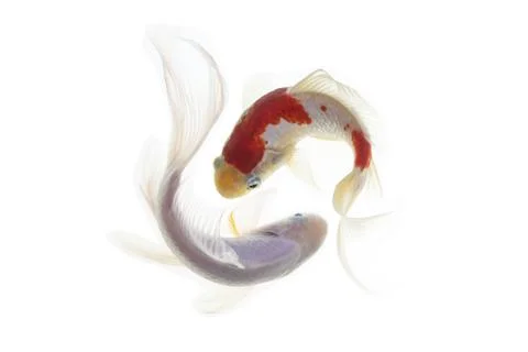 Koi fish isolated on white background Stock Photos