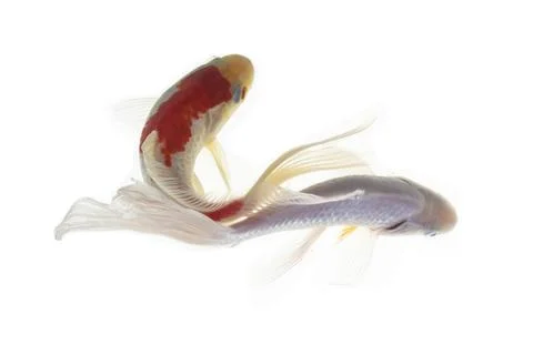 Koi fish isolated on white background Stock Photos