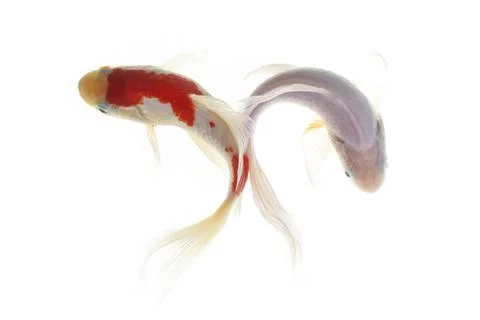 Koi fish isolated on white background Stock Photos