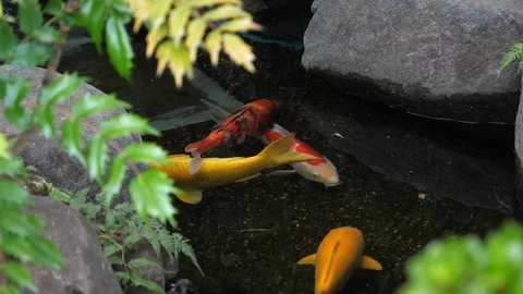 Koi Fish In Japan Video stock 120318449