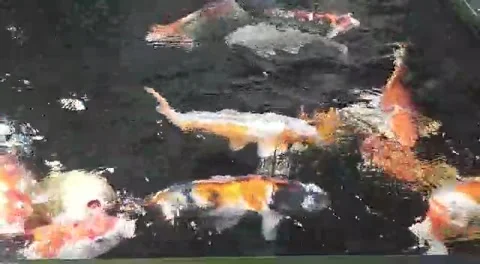 Koi fish jumbo Vídeos de archivo 234259194