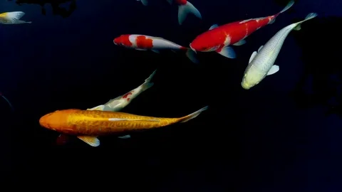 Carp Fish Pond Fishing Net Full Stock Footage Video (100% Royalty