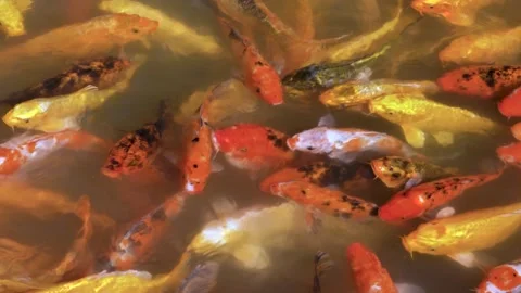 Koi fish in a lake Stock Footage 130835240