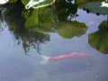 Koi Fish in Lotus Pond 2 Web Footage
