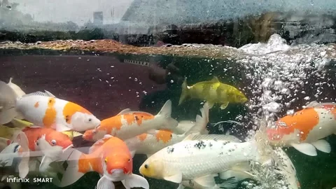 Koi fish lucky fish Stock Footage 236020041