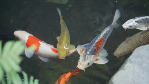 Koi fish that move in the water sometimes rise to the surface because they are Stock Photos