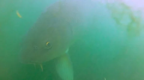 Koi Fish in Murky Water 2 - Slow Video stock 65062902
