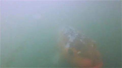 Koi Fish in murky water Regular speed Video stock 65062755