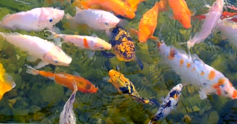 Koi fish as object of breeding in ceremonial ponds , pisciculture. Stock Footage 133375008