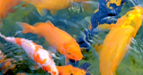 Koi fish as object of breeding in ceremonial ponds , pisciculture. Stock Footage 133959747