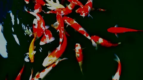 Koi fish or Amur carp fish slow motion swimming in pond. 库存影片 94624486