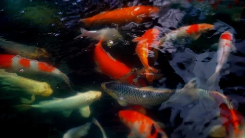 Koi fish or Amur carp fish swimming in pond. Видео 104013994