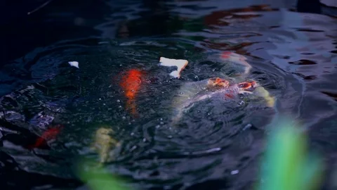 Koi fish or Amur carp fish slow motion swimming in pond. Видео 104014362