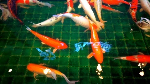 Koi fish or Amur carp fish swimming in pond.  Видео 105476067