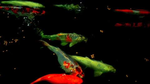 Koi fish or Amur carp fish slow motion swimming in pond, colorful fish beauty Vídeo Stock 126728629