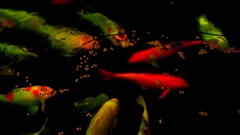 Koi fish or Amur carp fish slow motion swimming in pond, colorful fish beauty Video stock 126728875