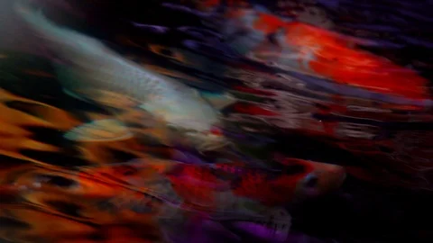 Koi fish or Amur carp fish slow motion swimming in pond, colorful fish beauty Stock-Footage 126729094