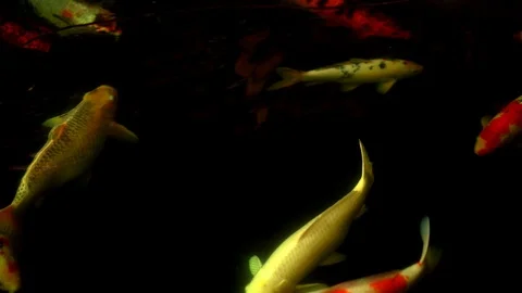 Koi fish or Amur carp fish slow motion swimming in pond, colorful fish beauty 库存影片 126729128