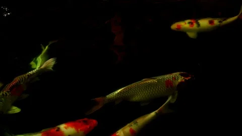 Koi fish or Amur carp fish slow motion swimming in pond, colorful fish beauty 스톡 동영상 126729192