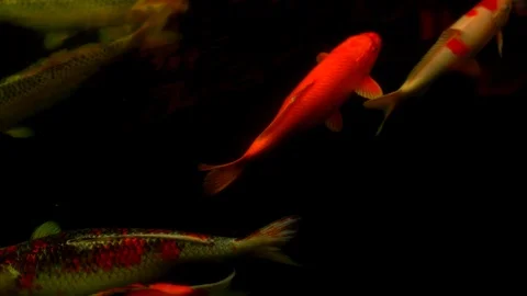 Koi fish or Amur carp fish slow motion swimming in pond, colorful fish beauty Vídeos de archivo 126729482