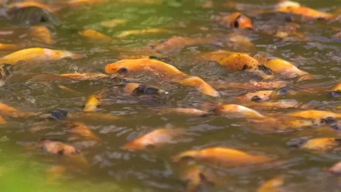 Koi fish or Amur carp fish slow motion swimming in pond. It more specifically Stock Footage 129557906