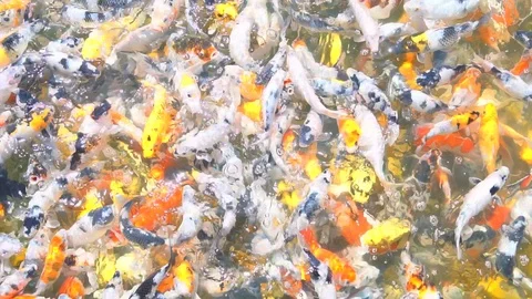 Koi fish or carp fish slow motion. 库存影片 105704401