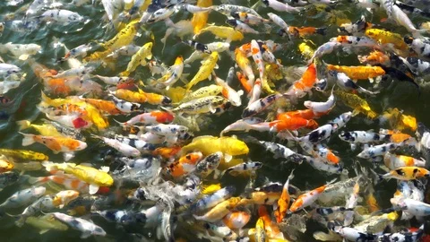 Koi fish or carp fish are swimming in the pond Vídeo Stock 105767948
