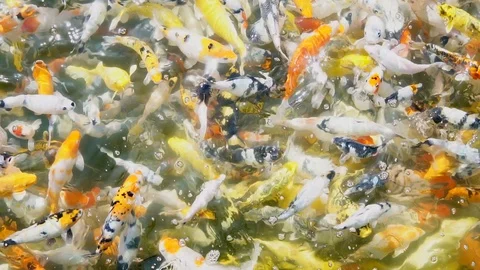 Koi fish or carp fish slow motion. Vídeo Stock 106798010