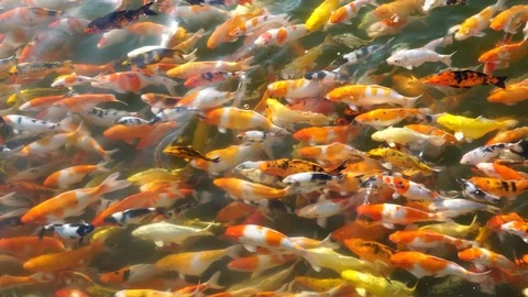 Koi fish or carp fish are swimming in the pond. 库存影片 106798141