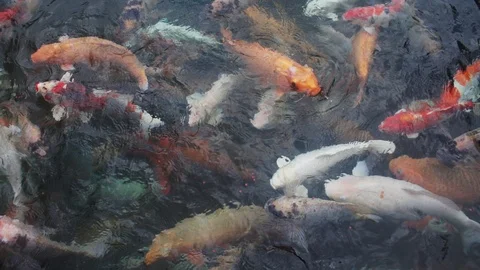 Koi fish or carp fish are swimming in the pond Видео 107358943