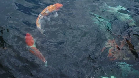 Koi fish or carp fish are swimming in the pond Video stock 107358979