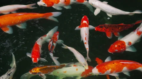 Koi fish or carp fish swimming in the pond Stock Footage 140181714