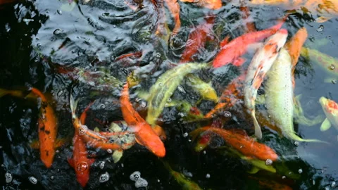 Koi fish or carp fish swimming in pond. It golden red orange and yellow of body Stock Footage 152983007