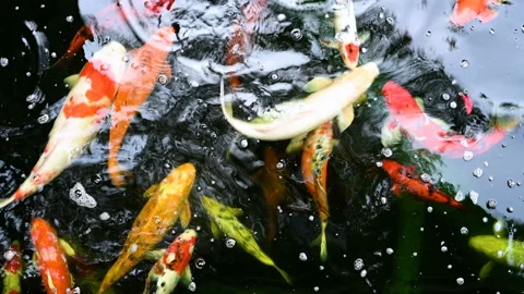 Koi fish or carp fish swimming in pond. It golden red orange and yellow of body Stock Footage 158039311