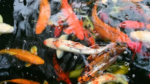 Koi fish or carp fish swimming in pond. It golden red orange and yellow of body  Stock Footage 162669570
