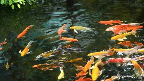 Koi fish or carp fish swimming in pond. Stock-Footage 232348867