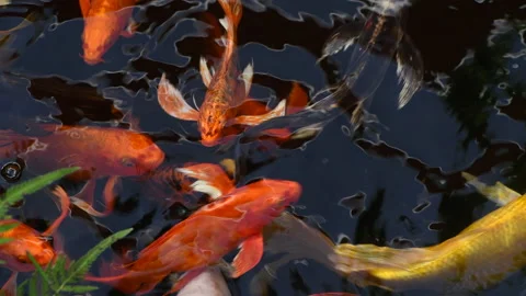 Koi fish or carp fish swimming in pond. Stock Footage 232350298