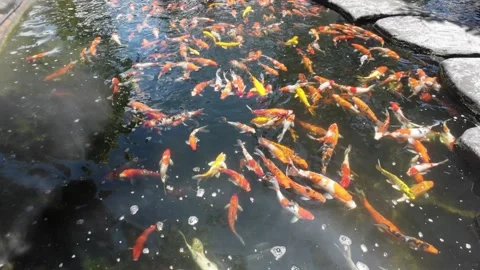 Koi fish or carp fish swimming in pond. koi fish waiting for food. Stock Footage 250400930