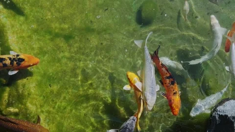 Koi fish or carp fish swimming in pond. It golden red orange black and yellow of Stock Footage 250472222