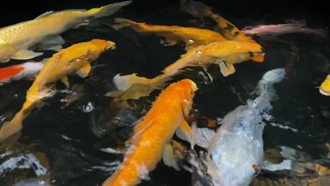 Koi fish or carp fish or Cyprinus rubrofuscus Stock Footage 263953686