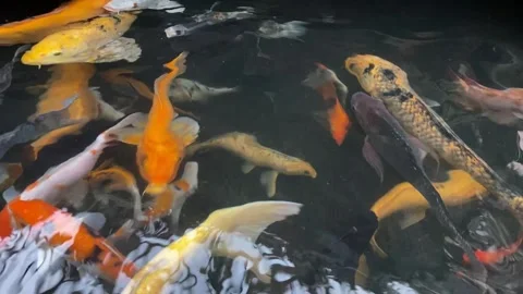 Koi fish or carp fish or Cyprinus rubrofuscus Stock Footage 263953788